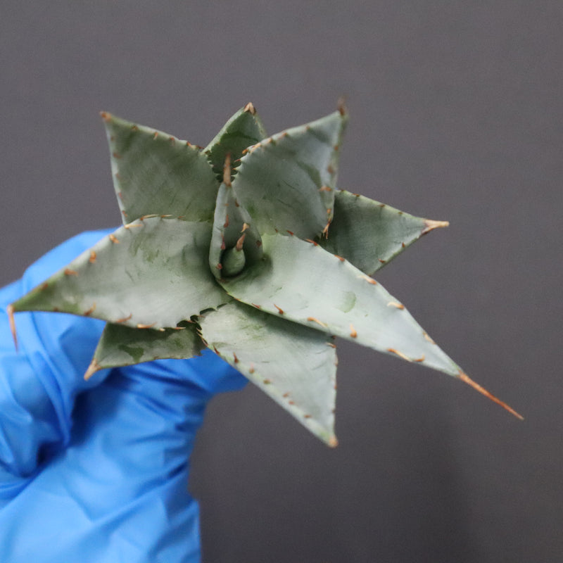 【DRAGON AGAVE】アガベ 甲蟹×妖炎 EC1145