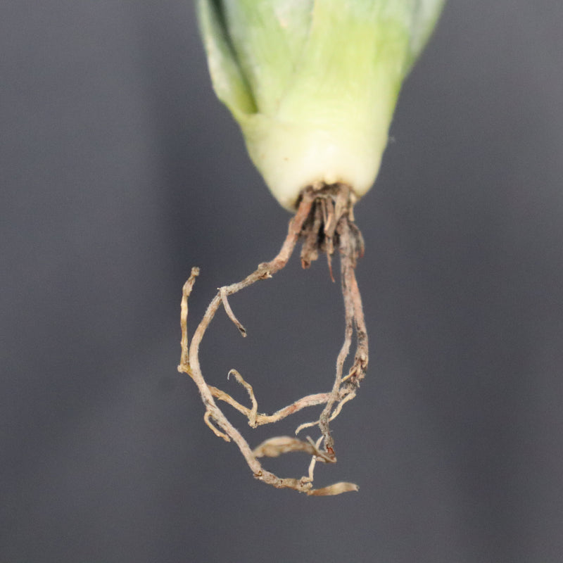 【DRAGON AGAVE】アガベ 甲蟹×妖炎 EC1145