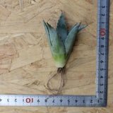 【DRAGON AGAVE】アガベ 甲蟹×妖炎 EC1145