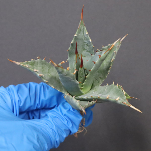 【DRAGON AGAVE】アガベ 姫雷帝×妖炎 EC1146