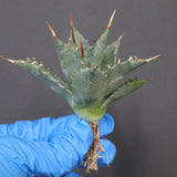 【DRAGON AGAVE】アガベ 姫雷帝×妖炎 EC1146