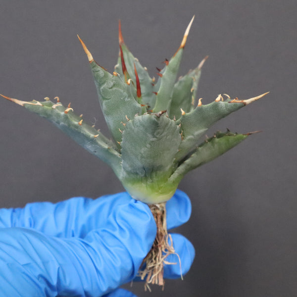 【DRAGON AGAVE】アガベ 姫雷帝×妖炎 EC1146