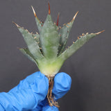 【DRAGON AGAVE】アガベ 姫雷帝×妖炎 EC1146