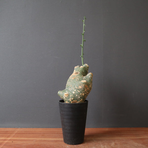 A.プセウドグロボーサ EC2875 – TaiShoDo ONLINE SHOP