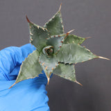 【DRAGON AGAVE】アガベ 姫雷帝×妖炎 EC1146