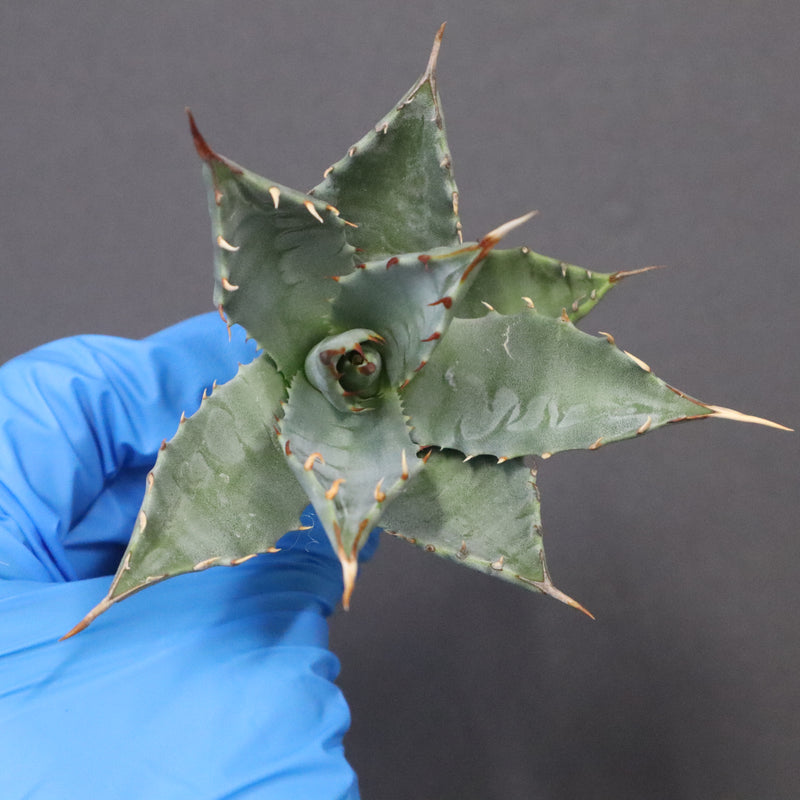 【DRAGON AGAVE】アガベ 姫雷帝×妖炎 EC1146