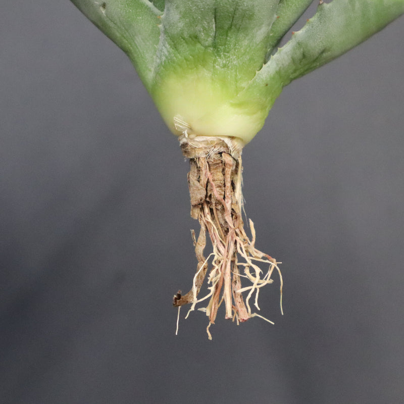 【DRAGON AGAVE】アガベ 姫雷帝×妖炎 EC1146