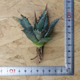 【DRAGON AGAVE】アガベ 姫雷帝×妖炎 EC1146