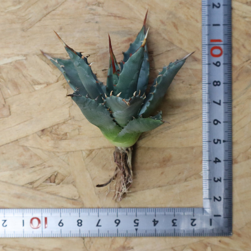 【DRAGON AGAVE】アガベ 姫雷帝×妖炎 EC1146