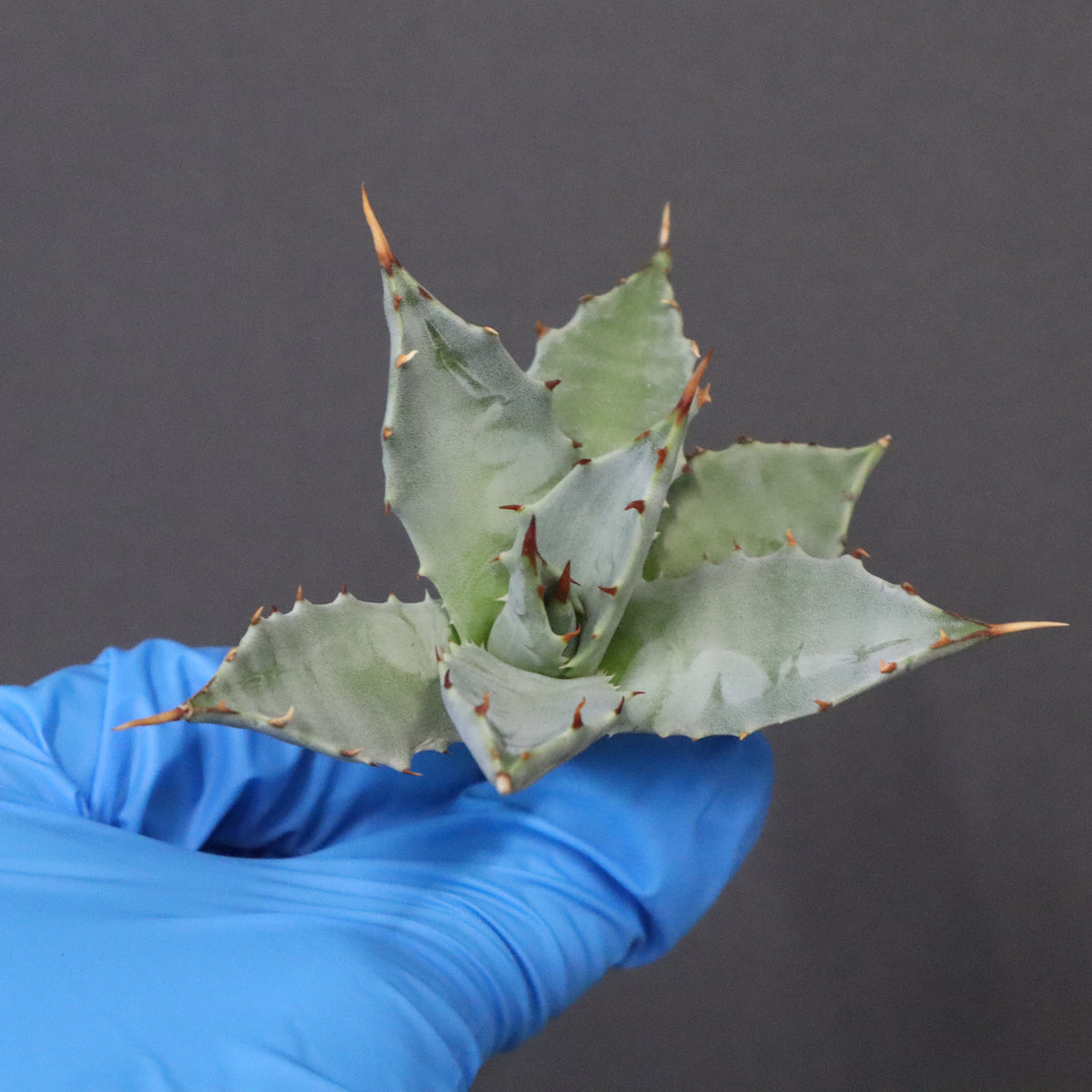 【専用】アガベ盛り合わせ アガベ – 3ページ目 – TaiShoDo ONLINE SHOP