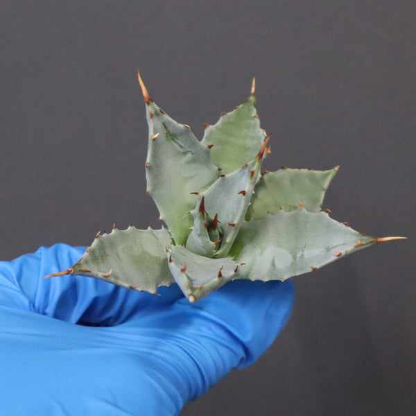 【DRAGON AGAVE】アガベ 姫雷帝×妖炎 EC1147