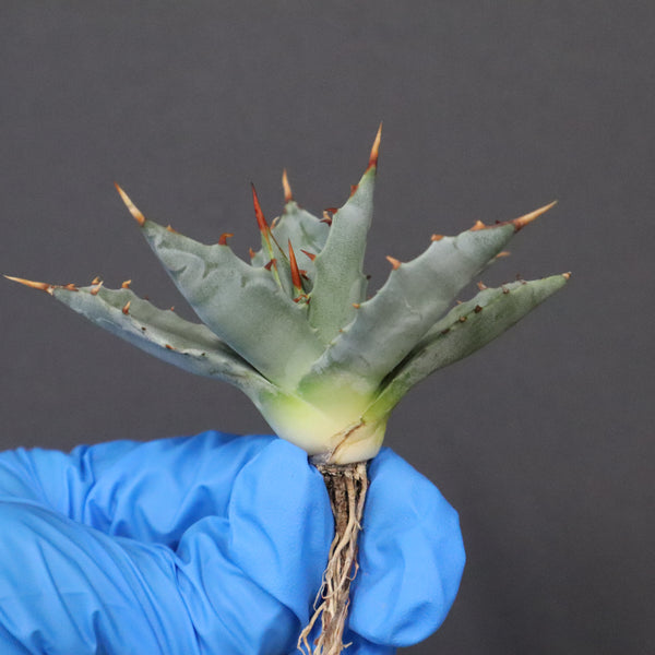 【DRAGON AGAVE】アガベ 姫雷帝×妖炎 EC1147