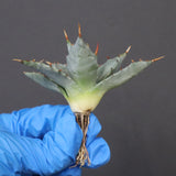 【DRAGON AGAVE】アガベ 姫雷帝×妖炎 EC1147