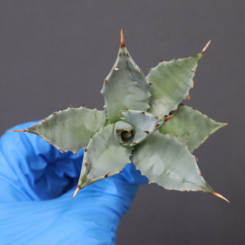 【DRAGON AGAVE】アガベ 姫雷帝×妖炎 EC1147