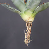 【DRAGON AGAVE】アガベ 姫雷帝×妖炎 EC1147