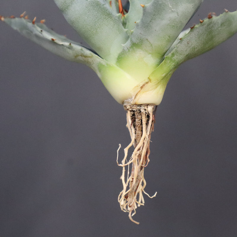 【DRAGON AGAVE】アガベ 姫雷帝×妖炎 EC1147