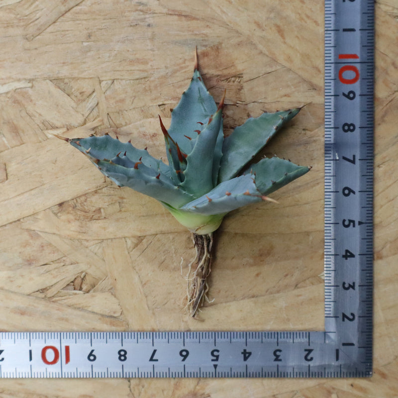 【DRAGON AGAVE】アガベ 姫雷帝×妖炎 EC1147