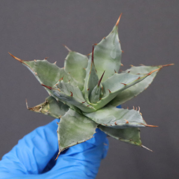 【DRAGON AGAVE】アガベ 姫雷帝×妖炎 EC1148