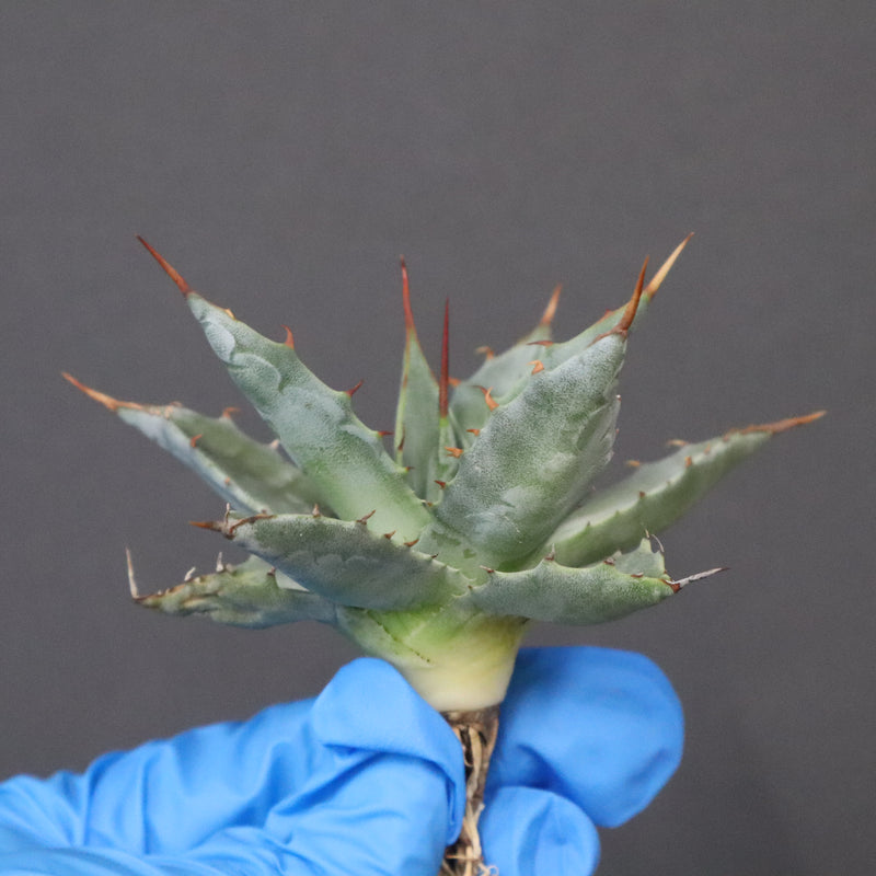 【DRAGON AGAVE】アガベ 姫雷帝×妖炎 EC1148