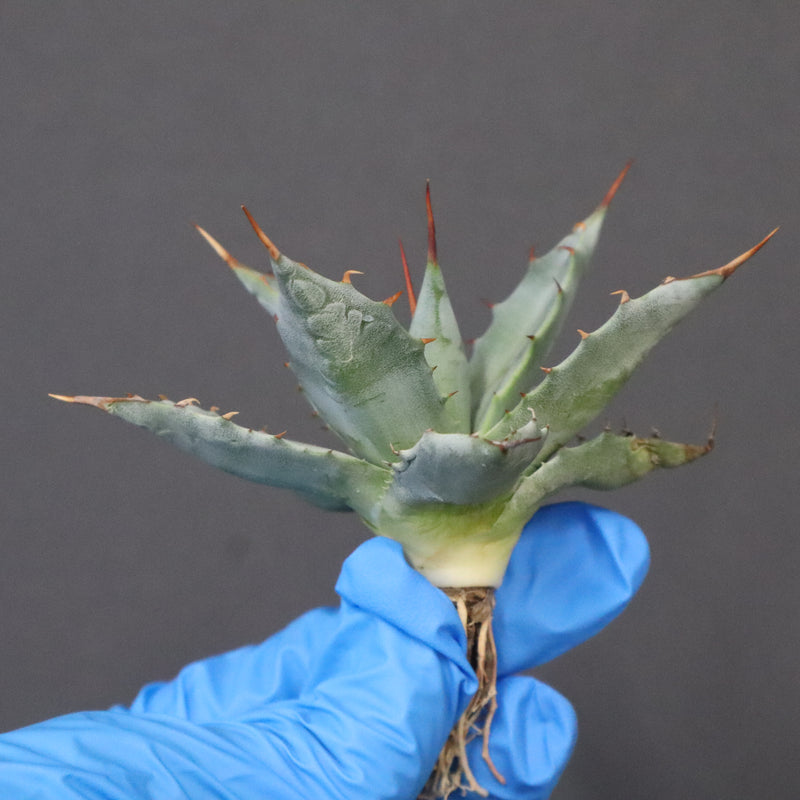 【DRAGON AGAVE】アガベ 姫雷帝×妖炎 EC1148