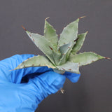 【DRAGON AGAVE】アガベ 姫雷帝×妖炎 EC1149