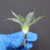 【DRAGON AGAVE】アガベ 姫雷帝×妖炎 EC1149