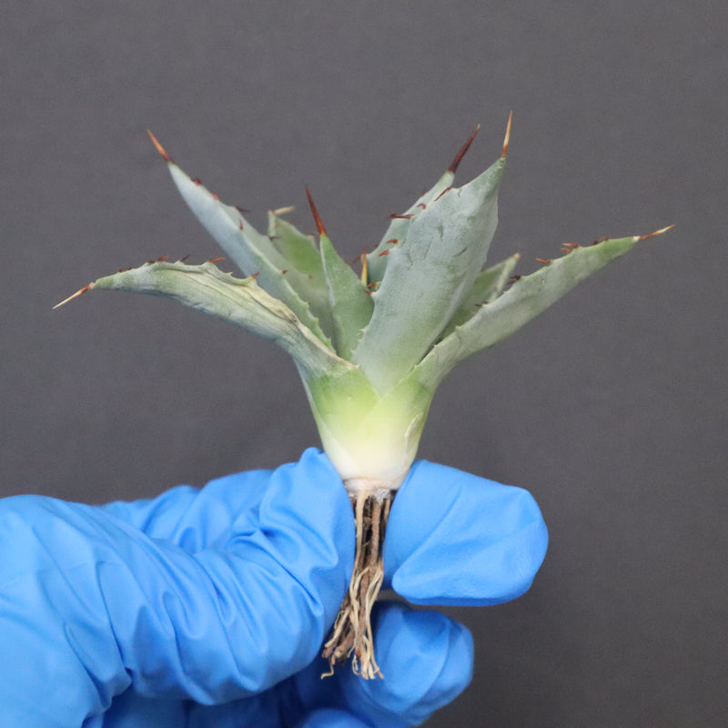 【DRAGON AGAVE】アガベ 姫雷帝×妖炎 EC1149