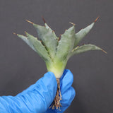 【DRAGON AGAVE】アガベ 姫雷帝×妖炎 EC1149