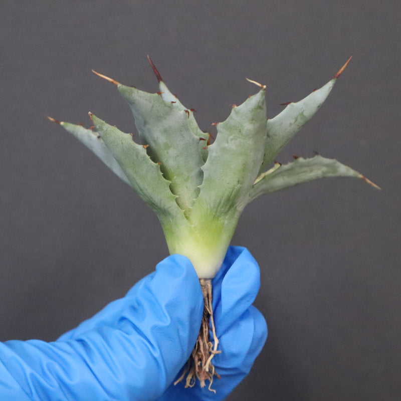 【DRAGON AGAVE】アガベ 姫雷帝×妖炎 EC1149