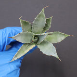 【DRAGON AGAVE】アガベ 姫雷帝×妖炎 EC1149