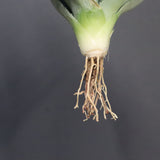 【DRAGON AGAVE】アガベ 姫雷帝×妖炎 EC1149