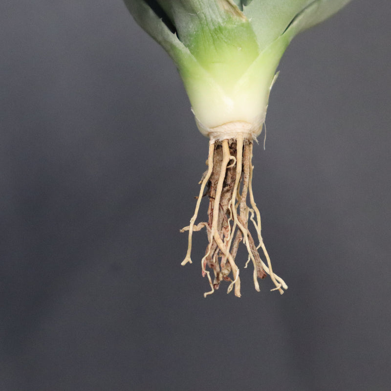 【DRAGON AGAVE】アガベ 姫雷帝×妖炎 EC1149