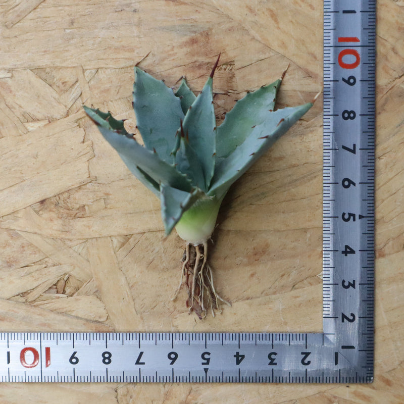 【DRAGON AGAVE】アガベ 姫雷帝×妖炎 EC1149