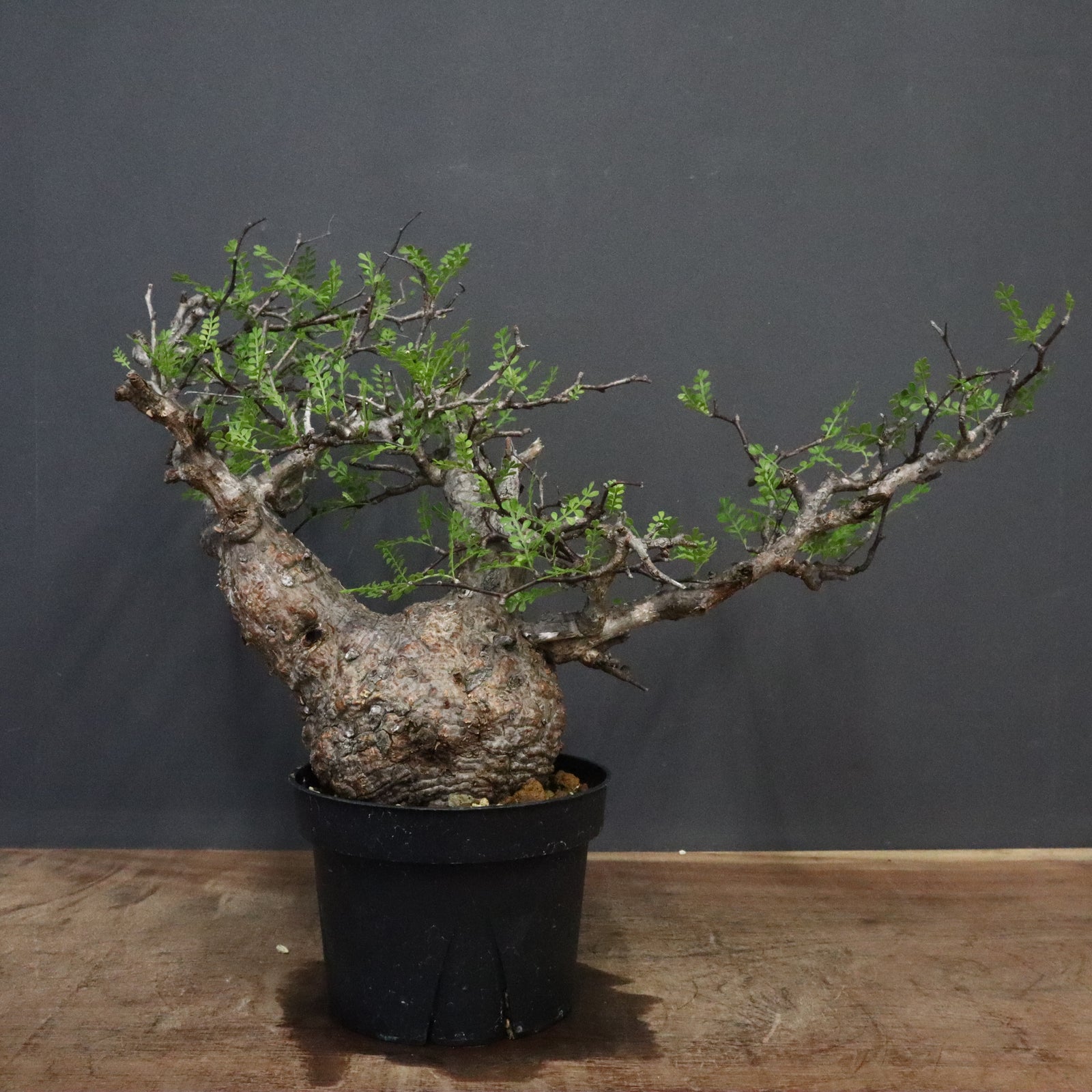 パキプス O.パキプス 637 – TaiShoDo ONLINE SHOP