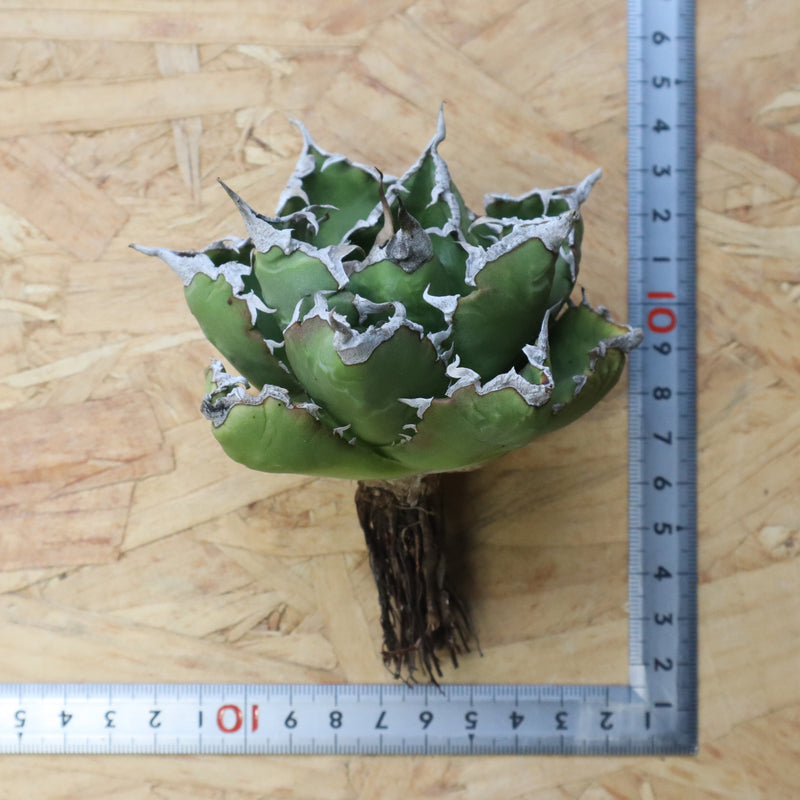 【DRAGON AGAVE】アガベ 精品 狂刺夕映 EC1156