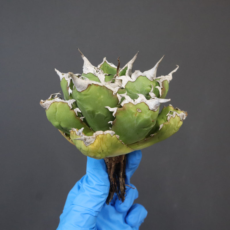 【DRAGON AGAVE】アガベ 精品 狂刺夕映 EC1156