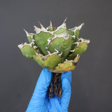 【DRAGON AGAVE】アガベ 精品 狂刺夕映 EC1156