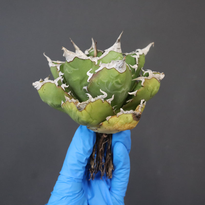 【DRAGON AGAVE】アガベ 精品 狂刺夕映 EC1156