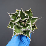 【DRAGON AGAVE】アガベ 精品 狂刺夕映 EC1156