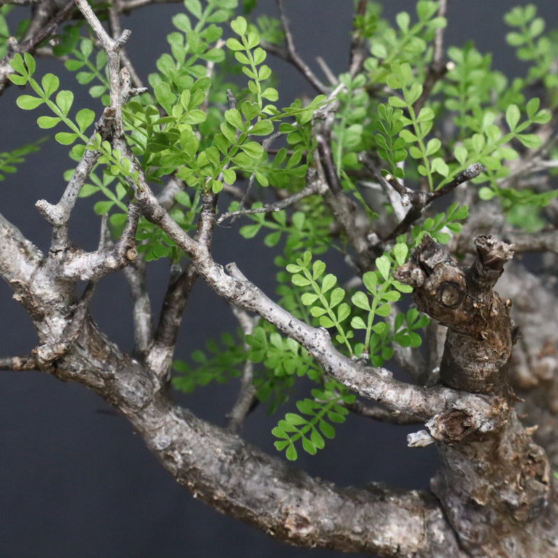 O.パキプス 637 – TaiShoDo ONLINE SHOP