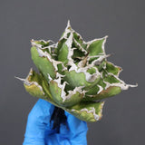 【DRAGON AGAVE】アガベ 精品 狂刺夕映 EC1156