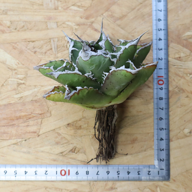 【DRAGON AGAVE】アガベ 精品 狂刺夕映 EC1152