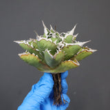 【DRAGON AGAVE】アガベ 精品 狂刺夕映 EC1152