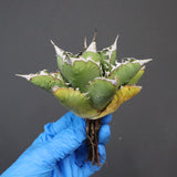 【DRAGON AGAVE】アガベ 精品 狂刺夕映 EC1152