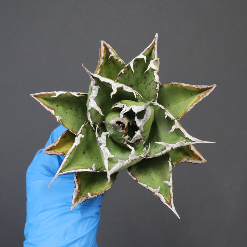 【DRAGON AGAVE】アガベ 精品 狂刺夕映 EC1152