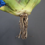 【DRAGON AGAVE】アガベ 精品 狂刺夕映 EC1152