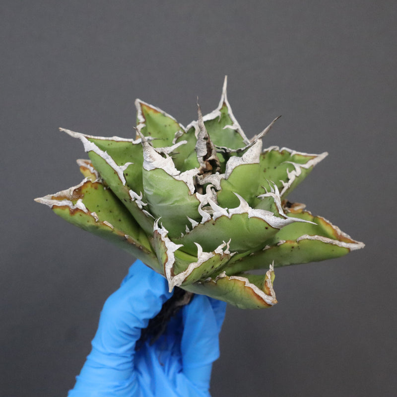 【DRAGON AGAVE】アガベ 精品 狂刺夕映 EC1152