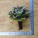 【DRAGON AGAVE】アガベ 精品 狂刺夕映 EC1151