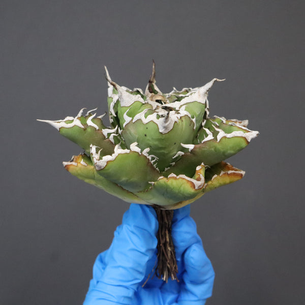 【DRAGON AGAVE】アガベ 精品 狂刺夕映 EC1151