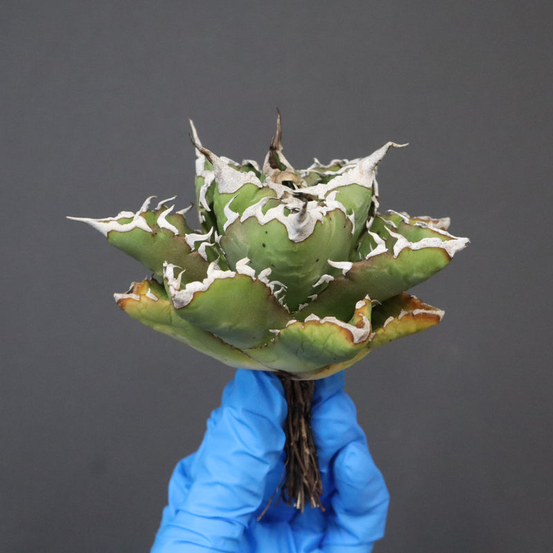 【DRAGON AGAVE】アガベ 精品 狂刺夕映 EC1151